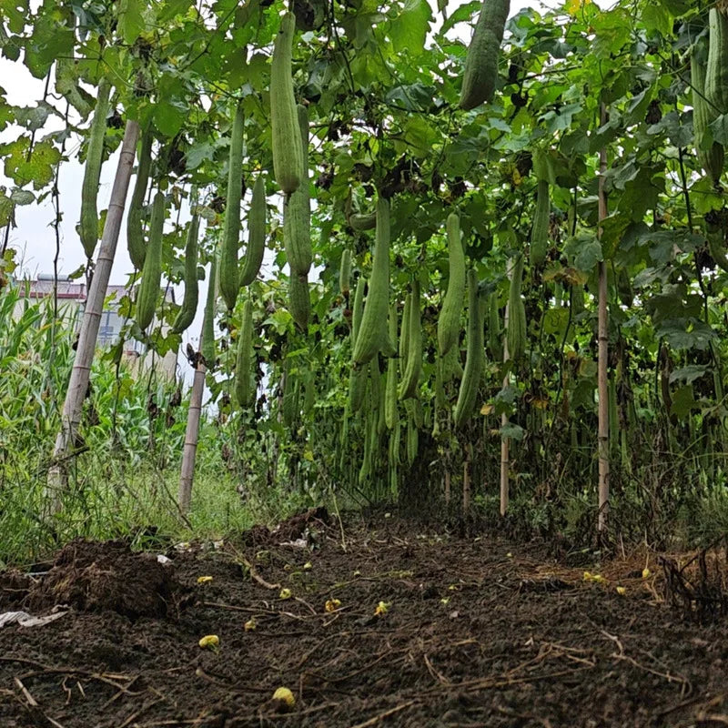 Luffa naturelle